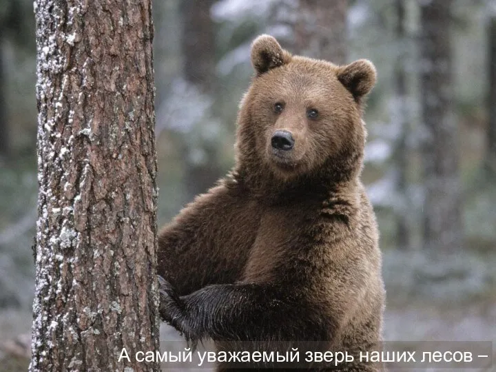 А самый уважаемый зверь наших лесов – медведь.