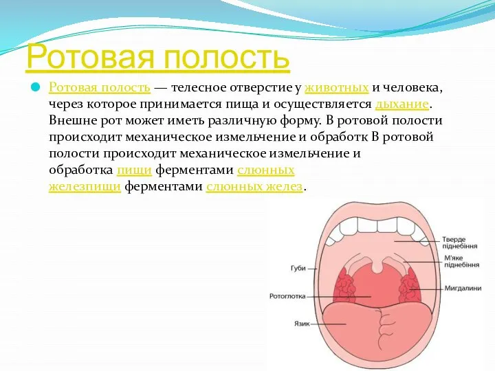 Ротовая полость Ротовая полость — телесное отверстие у животных и человека,