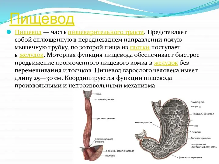 Пищевод Пищевод — часть пищеварительного тракта. Представляет собой сплющенную в переднезаднем