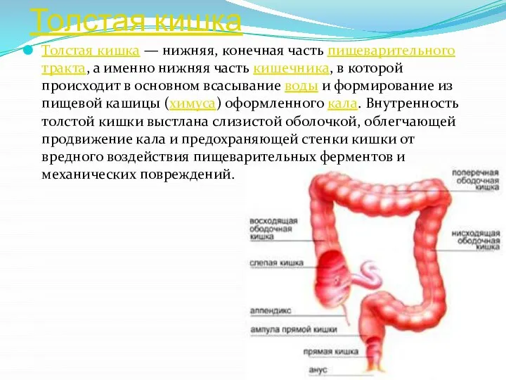 Толстая кишка Толстая кишка — нижняя, конечная часть пищеварительного тракта, а