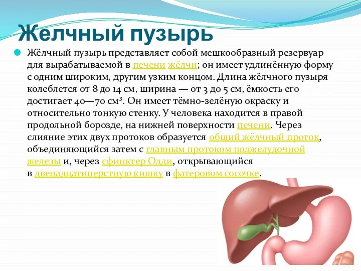 Желчный пузырь Жёлчный пузырь представляет собой мешкообразный резервуар для вырабатываемой в