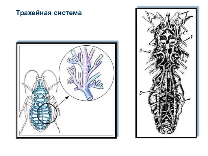 Трахейная система