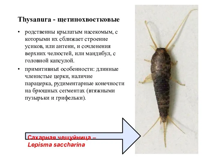 Thysanura - щетинохвостковые родственны крылатым насекомым, с которыми их сближает строение