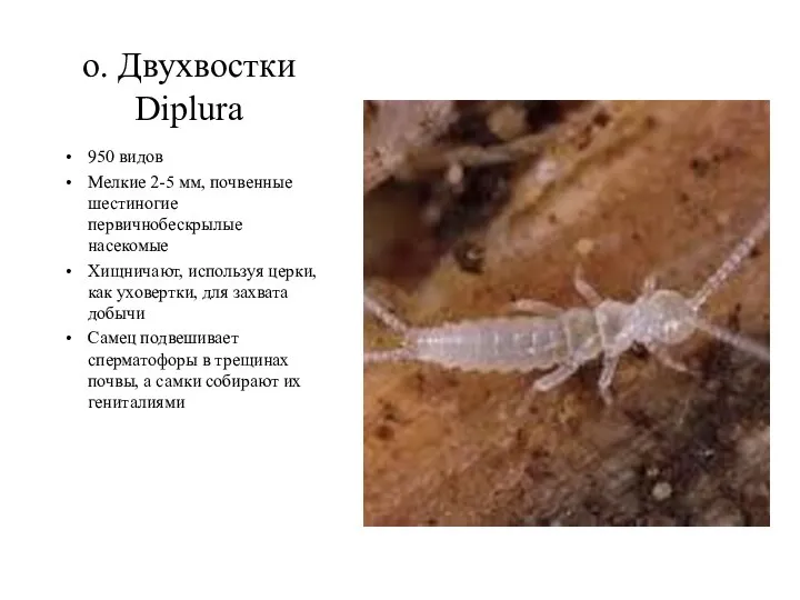 о. Двухвостки Diplura 950 видов Мелкие 2-5 мм, почвенные шестиногие первичнобескрылые