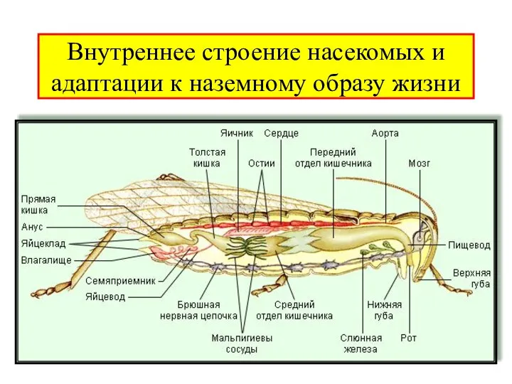 Внутреннее строение насекомых и адаптации к наземному образу жизни