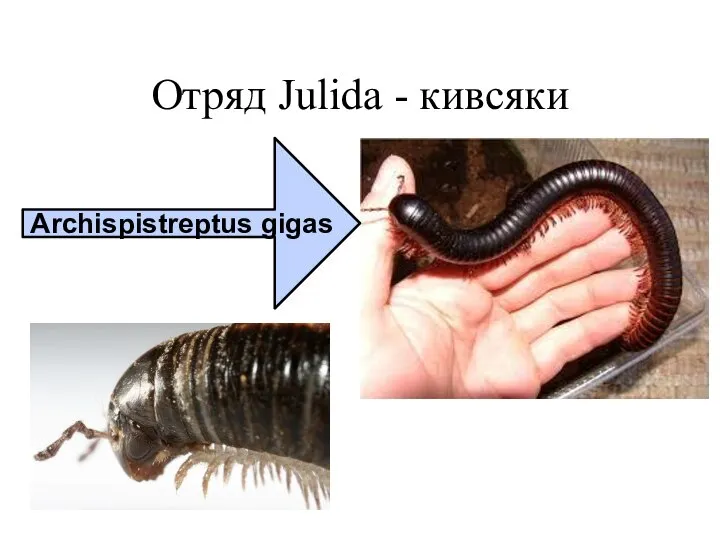 Отряд Julida - кивсяки Archispistreptus gigas