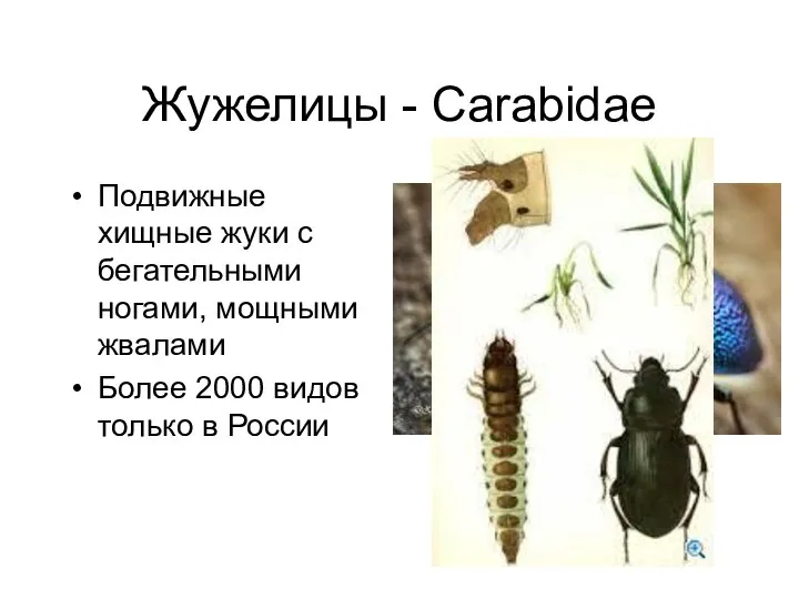 Жужелицы - Carabidae Подвижные хищные жуки с бегательными ногами, мощными жвалами