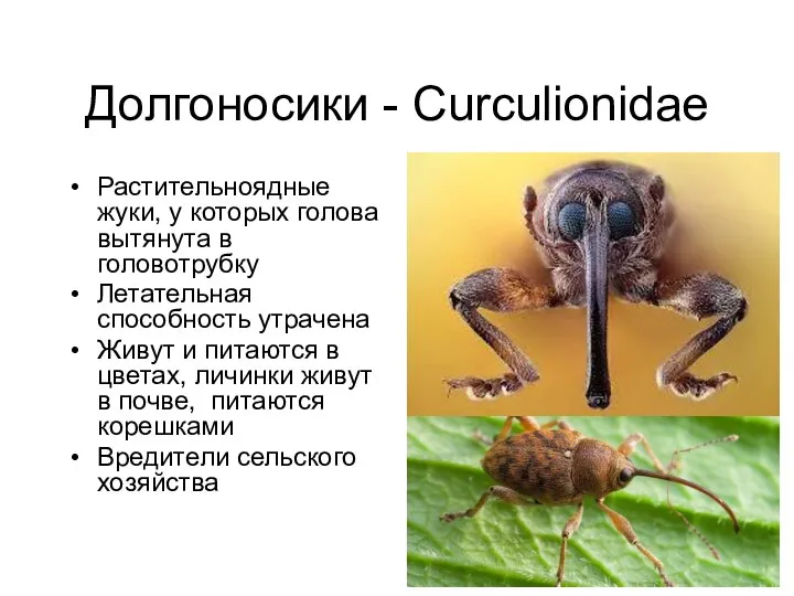 Долгоносики - Curculionidae Растительноядные жуки, у которых голова вытянута в головотрубку