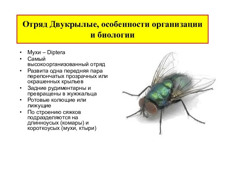 Отряд Двукрылые, особенности организации и биологии Мухи – Diptera Cамый высокоорганизованный