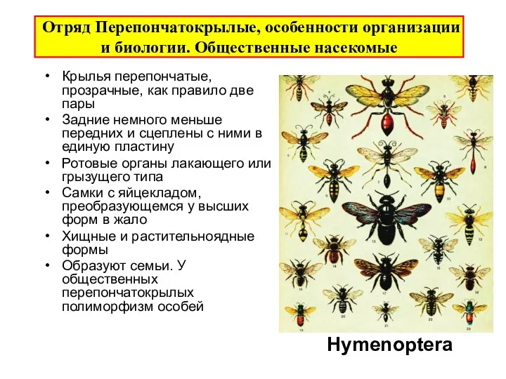 Отряд Перепончатокрылые, особенности организации и биологии. Общественные насекомые Крылья перепончатые, прозрачные,