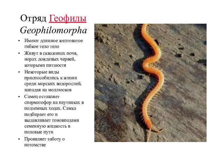 Отряд Геофилы Geophilomorpha Имеют длинное желтоватое гибкое тело тело Живут в