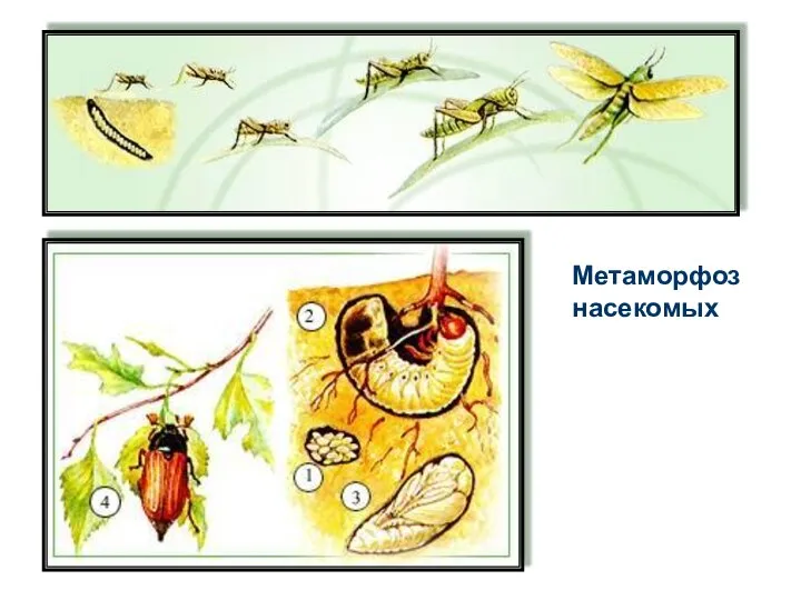 Метаморфоз насекомых