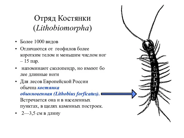 Отряд Костянки (Lithobiomorpha) Более 1000 видов Отличаются от геофилов более коротким