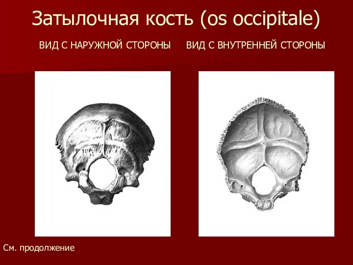 Затылочная кость (os occipitale) ВИД С НАРУЖНОЙ СТОРОНЫ ВИД С ВНУТРЕННЕЙ СТОРОНЫ См. продолжение