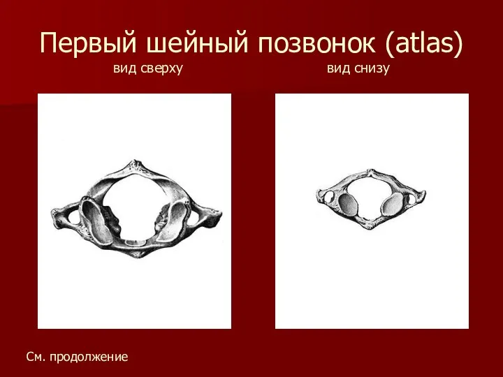 Первый шейный позвонок (atlas) вид сверху вид снизу См. продолжение