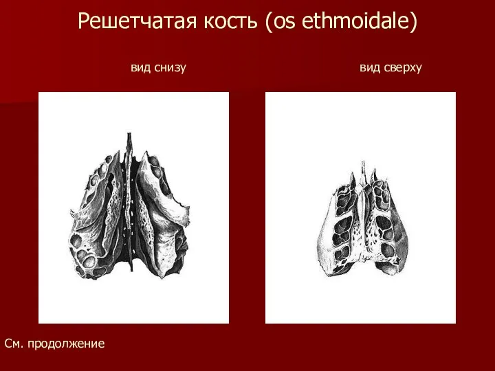 Решетчатая кость (os ethmoidale) вид снизу вид сверху См. продолжение