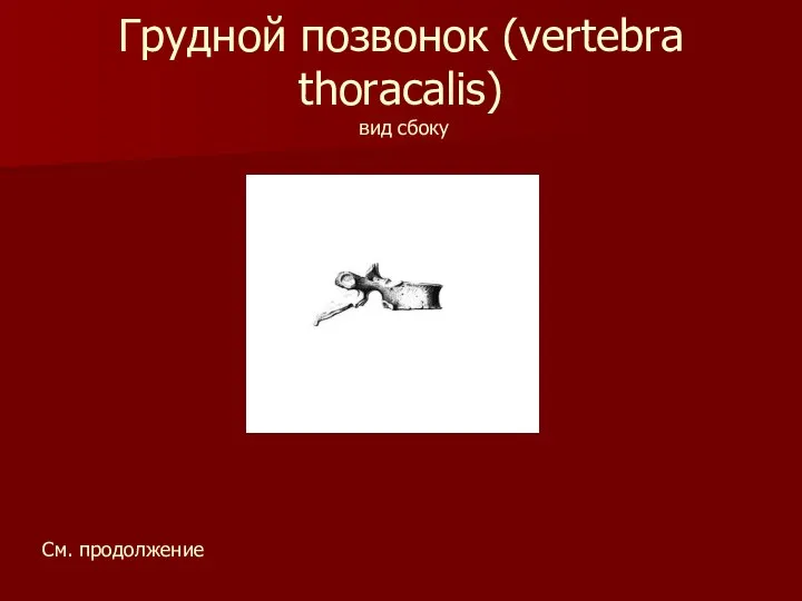 Грудной позвонок (vertebra thoracalis) вид сбоку См. продолжение
