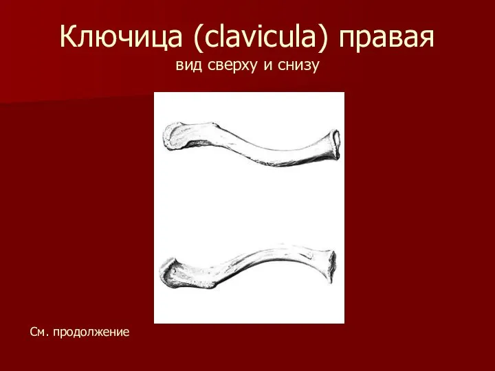 Ключица (clavicula) правая вид сверху и снизу См. продолжение