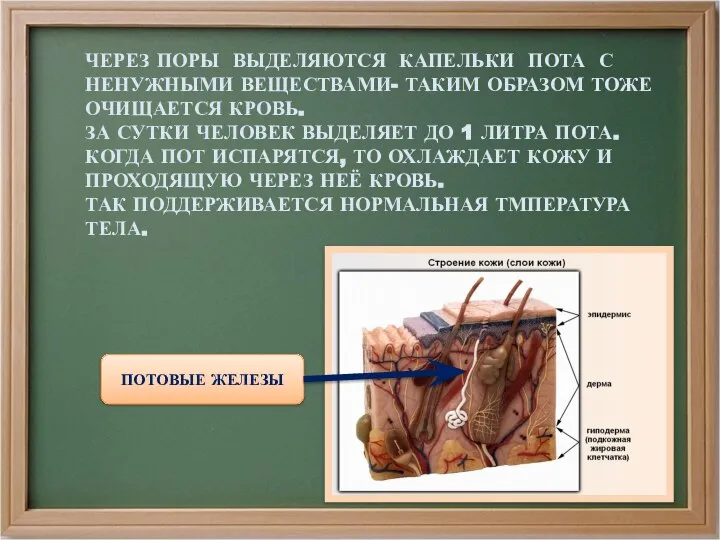 ЧЕРЕЗ ПОРЫ ВЫДЕЛЯЮТСЯ КАПЕЛЬКИ ПОТА С НЕНУЖНЫМИ ВЕЩЕСТВАМИ- ТАКИМ ОБРАЗОМ ТОЖЕ