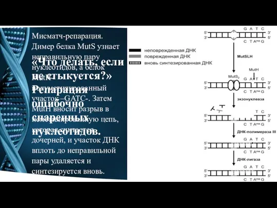 «Что делать, если не стыкуется?» Репарация ошибочно спаренных нуклеотидов. Мисматч-репарация. Димер