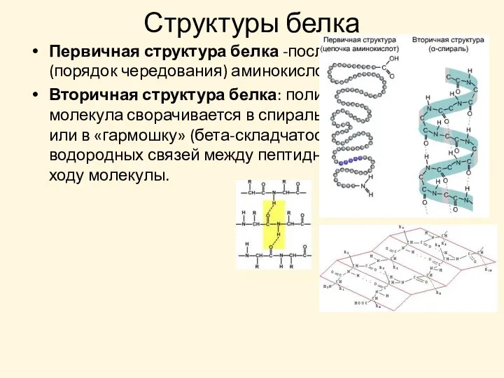 Структуры белка Первичная структура белка -последовательность (порядок чередования) аминокислот в молекуле