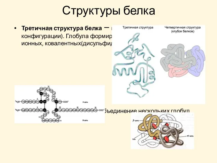 Структуры белка Третичная структура белка – глобула (клубок особой конфигурации). Глобула