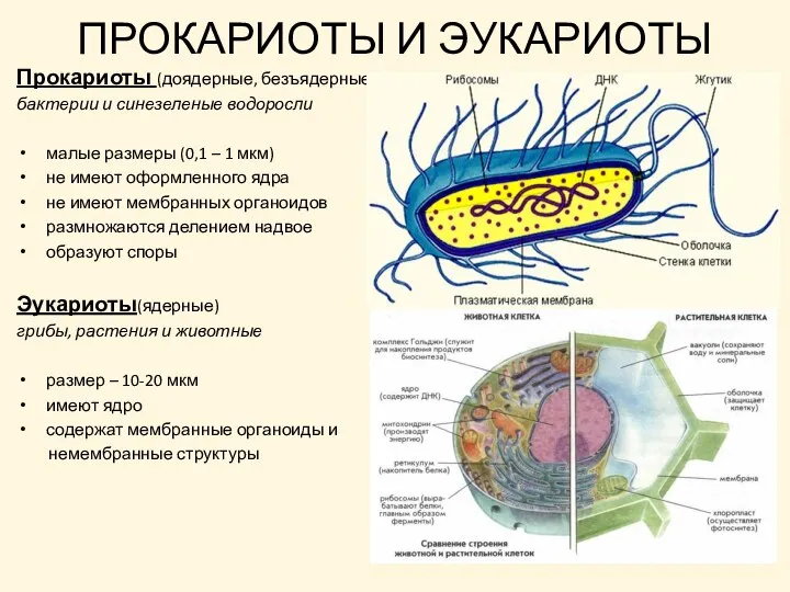 ПРОКАРИОТЫ И ЭУКАРИОТЫ Прокариоты (доядерные, безъядерные) бактерии и синезеленые водоросли малые