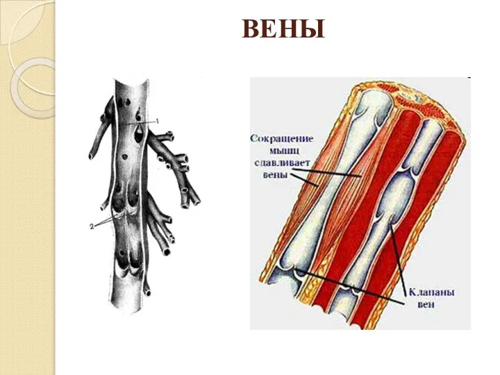 ВЕНЫ