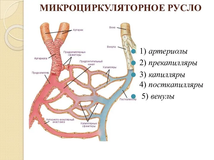 МИКРОЦИРКУЛЯТОРНОЕ РУСЛО 1) артериолы 2) прекапилляры 3) капилляры 4) посткапилляры 5) венулы