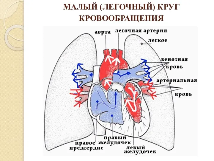 МАЛЫЙ (ЛЕГОЧНЫЙ) КРУГ КРОВООБРАЩЕНИЯ