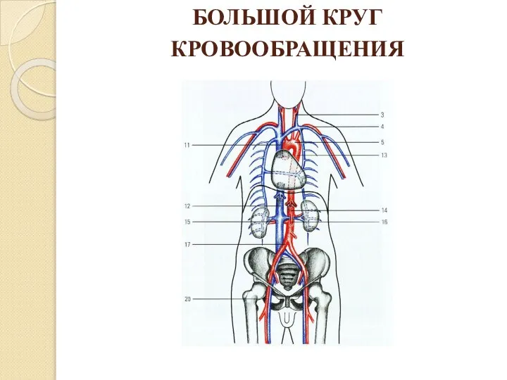 БОЛЬШОЙ КРУГ КРОВООБРАЩЕНИЯ