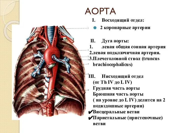 АОРТА Восходящий отдел: 2 коронарные артерии Дуга аорты: левая общая сонная