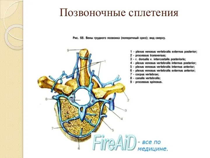 Позвоночные сплетения