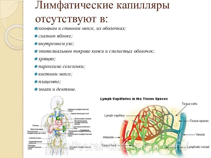 Лимфатические капилляры отсутствуют в: головном и спинном мозге, их оболочках; глазном