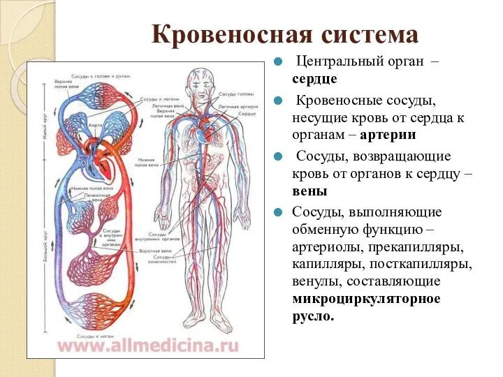 Кровеносная система Центральный орган – сердце Кровеносные сосуды, несущие кровь от