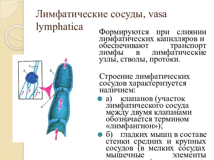 Лимфатические сосуды, vasa lymphatica Формируются при слиянии лим­фатических капилляров и обеспечивают