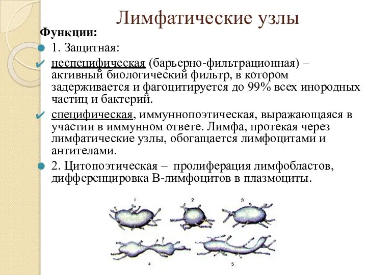 Лимфатические узлы Функции: 1. Защитная: неспецифическая (барьерно-фильтрационная) – активный биологический фильтр,