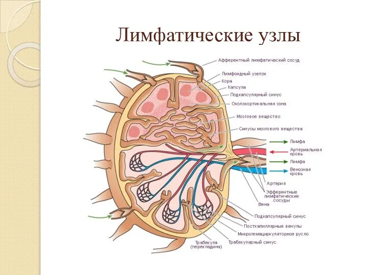 Лимфатические узлы