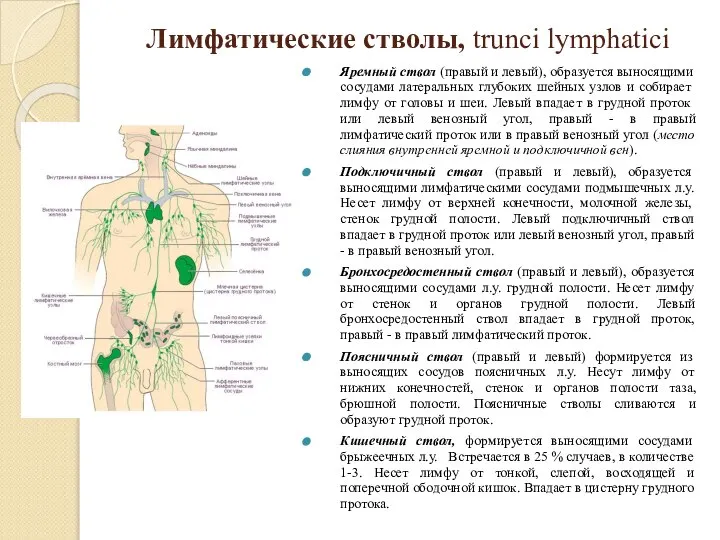 Лимфатические стволы, trunci lymphatici Яремный ствол (правый и левый), об­разуется выносящими