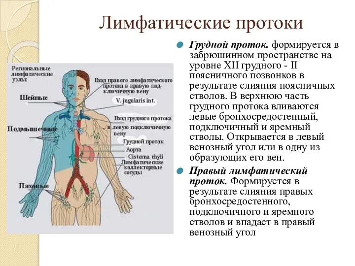 Лимфатические протоки Грудной проток. формируется в забрюшинном пространстве на уровне XII