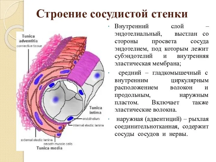 Строение сосудистой стенки Внутренний слой – эндотелиальный, выстлан со стороны просвета