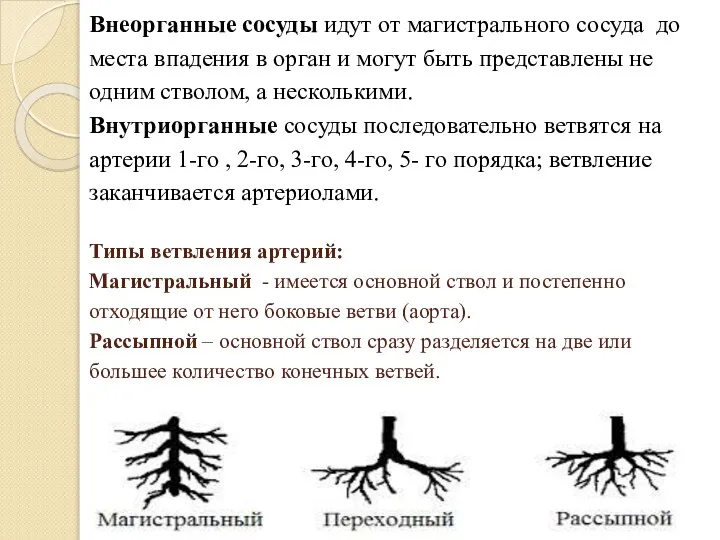 Внеорганные сосуды идут от магистрального сосуда до места впадения в орган