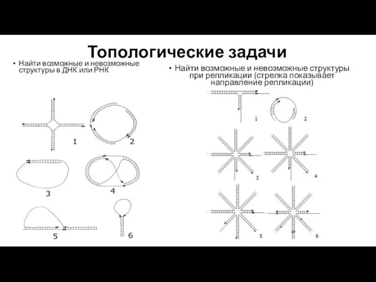 Топологические задачи Найти возможные и невозможные структуры в ДНК или РНК