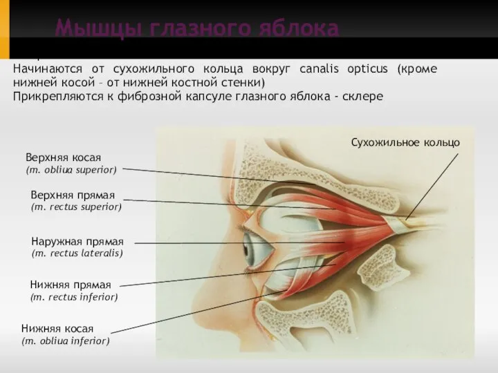 Мышцы глазного яблока Верхняя прямая (m. rectus superior) Сухожильное кольцо Наружная