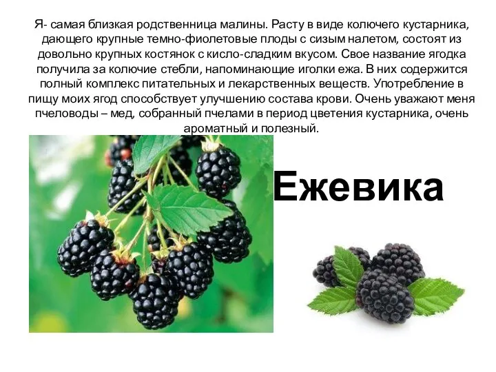 Я- самая близкая родственница малины. Расту в виде колючего кустарника, дающего