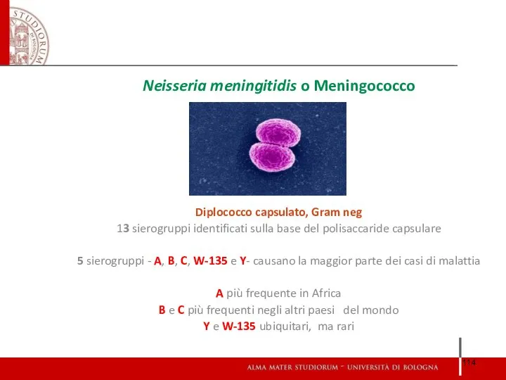 Neisseria meningitidis o Meningococco Diplococco capsulato, Gram neg 13 sierogruppi identificati