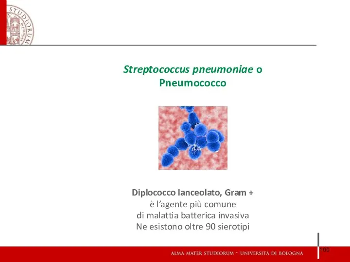 Streptococcus pneumoniae o Pneumococco Diplococco lanceolato, Gram + è l’agente più