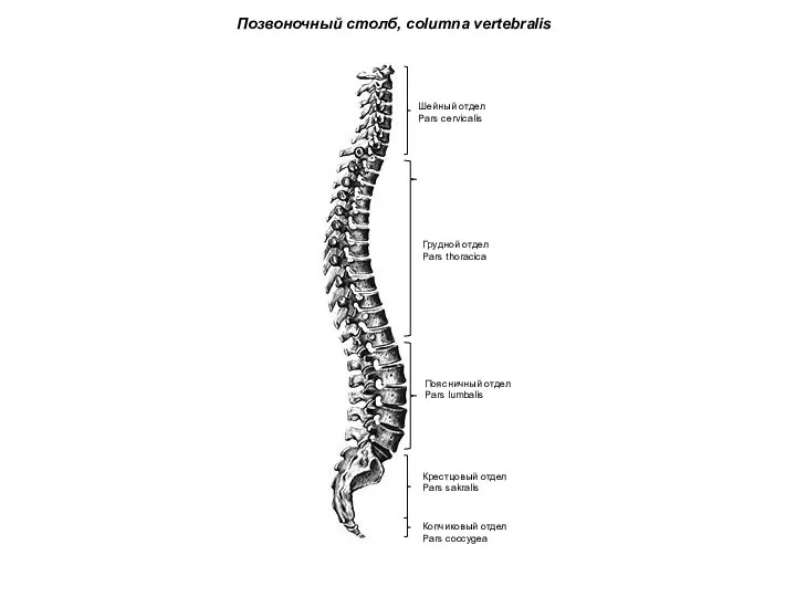 Шейный отдел Pars cervicalis Грудной отдел Pars thoracica Поясничный отдел Pars