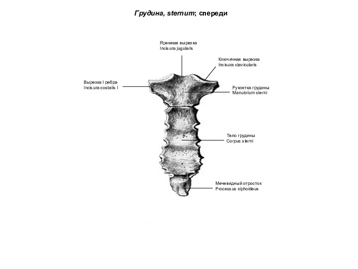 Грудина, sternum; спереди Яремная вырезка Incisura jugularis Тело грудины Corpus sterni