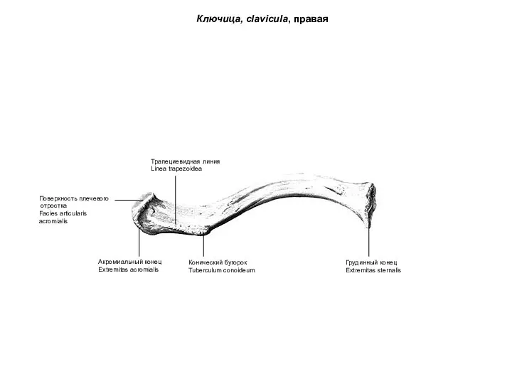 Ключица, clavicula, правая Грудинный конец Extremitas sternalis Акромиальный конец Extremitas acromialis